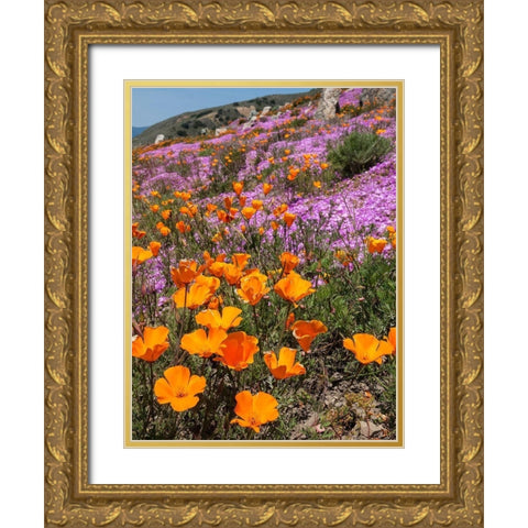 California Poppies-Big Sur-California-USA Gold Ornate Wood Framed Art Print with Double Matting by Miller, Anna