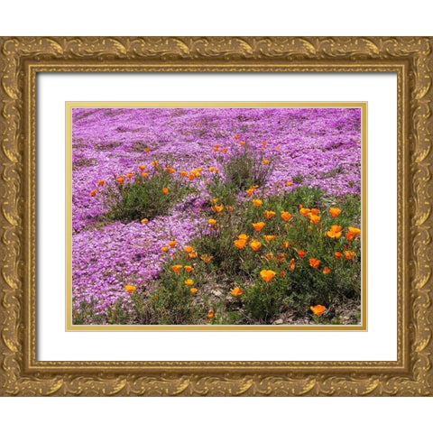 California Poppies-Big Sur-California-USA Gold Ornate Wood Framed Art Print with Double Matting by Miller, Anna