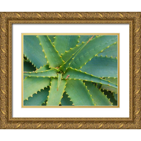 Aloe Plant-Big Sur-California-USA Gold Ornate Wood Framed Art Print with Double Matting by Miller, Anna