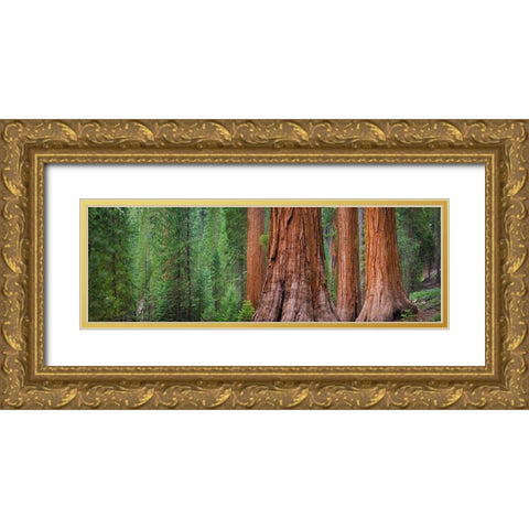 Mariposa Grove-Yosemite-Sierra Mountains-California-USA Gold Ornate Wood Framed Art Print with Double Matting by Miller, Anna
