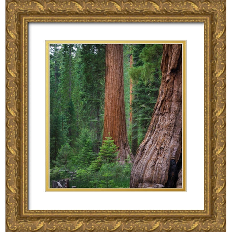 Mariposa Grove-Yosemite-Sierra Mountains-California-USA Gold Ornate Wood Framed Art Print with Double Matting by Miller, Anna