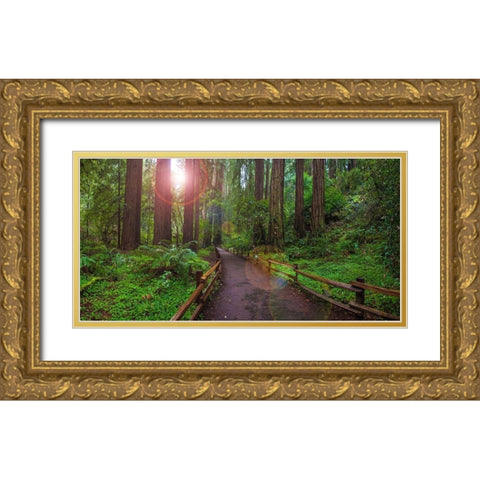 Muir Woods National Monument-Marin County-California-USA Gold Ornate Wood Framed Art Print with Double Matting by Miller, Anna