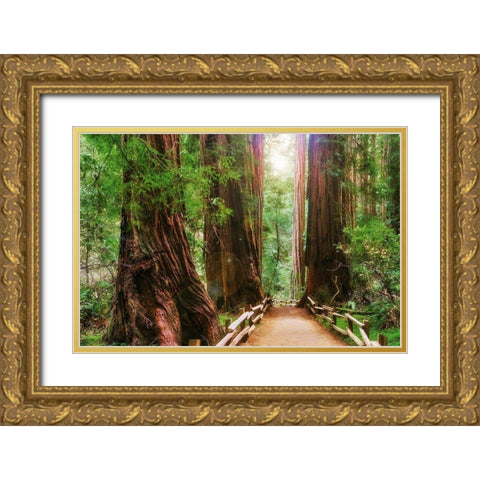 Muir Woods National Monument-Marin County-California-USA Gold Ornate Wood Framed Art Print with Double Matting by Miller, Anna