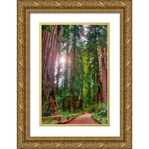 Muir Woods National Monument-Marin County-California-USA Gold Ornate Wood Framed Art Print with Double Matting by Miller, Anna