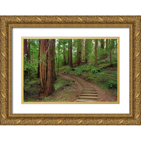 Muir Woods National Monument-Marin County-California-USA Gold Ornate Wood Framed Art Print with Double Matting by Miller, Anna