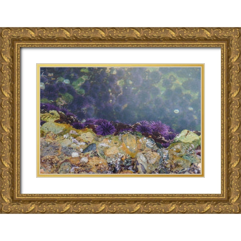 Purple Sea Urchins-Point Lobos State Natural Reserve-California-USA Gold Ornate Wood Framed Art Print with Double Matting by Miller, Anna