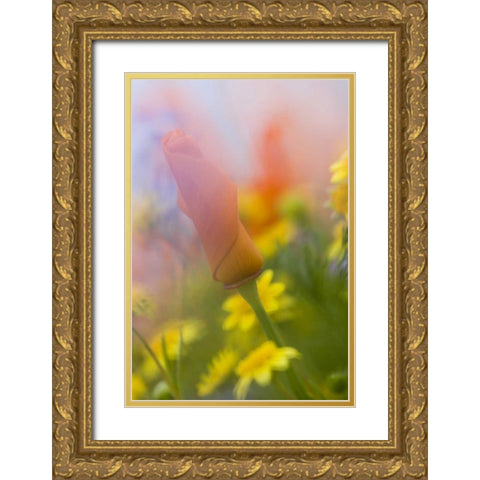 CA, Antelope Valley, Abstract of poppies Gold Ornate Wood Framed Art Print with Double Matting by Anon, Ellen