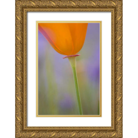 California, Antelope Valley, Poppy flower Gold Ornate Wood Framed Art Print with Double Matting by Anon, Ellen