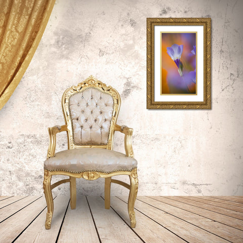 California, Antelope Valley, Gilia flower Gold Ornate Wood Framed Art Print with Double Matting by Anon, Ellen