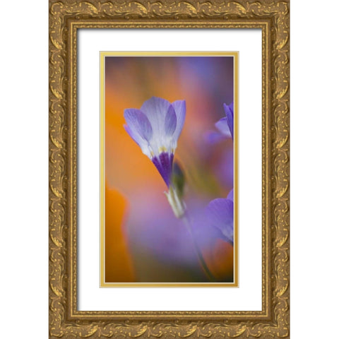 California, Antelope Valley, Gilia flower Gold Ornate Wood Framed Art Print with Double Matting by Anon, Ellen