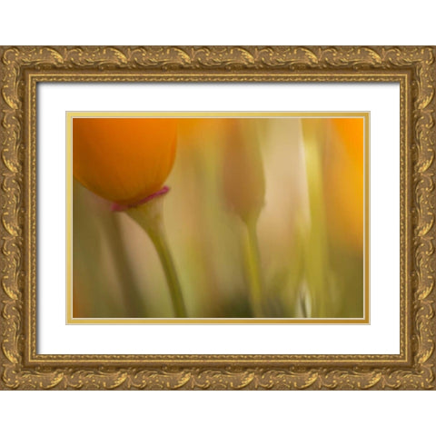 California, Antelope Valley, Abstract of poppies Gold Ornate Wood Framed Art Print with Double Matting by Anon, Ellen
