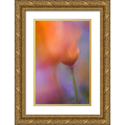 CA, Antelope Valley, Abstract of wild poppies Gold Ornate Wood Framed Art Print with Double Matting by Anon, Ellen