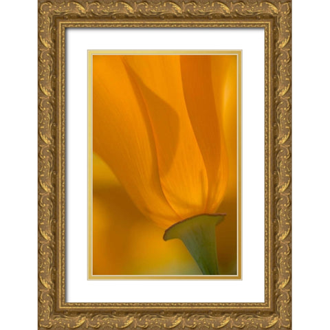 California, Antelope Valley, Backlit poppy Gold Ornate Wood Framed Art Print with Double Matting by Anon, Ellen