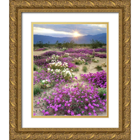CA, Anza-Borrego Desert wildflowers at sunset Gold Ornate Wood Framed Art Print with Double Matting by Talbot Frank, Christopher
