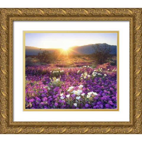 CA, Anza-Borrego Desert wildflowers at sunset Gold Ornate Wood Framed Art Print with Double Matting by Talbot Frank, Christopher