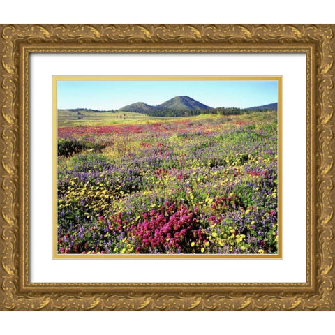 CA, Cuyamaca Rancho SP Meadow of flowers Gold Ornate Wood Framed Art Print with Double Matting by Talbot Frank, Christopher
