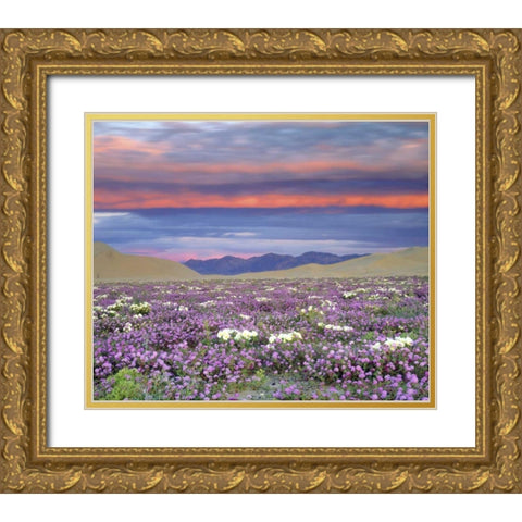 CA, Anza-Borrego Desert wildflowers at sunset Gold Ornate Wood Framed Art Print with Double Matting by Talbot Frank, Christopher