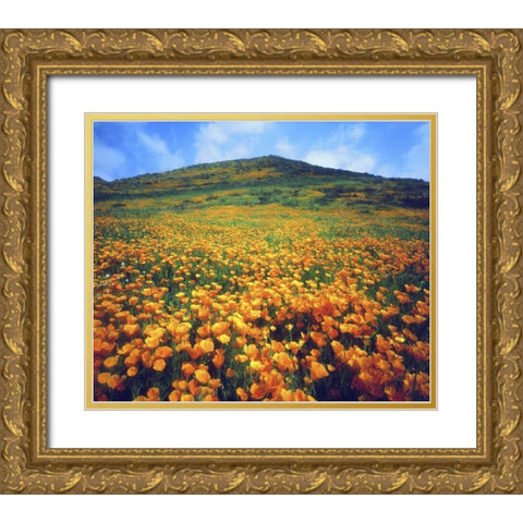CA, Lake Elsinore California poppies on a hill Gold Ornate Wood Framed Art Print with Double Matting by Talbot Frank, Christopher