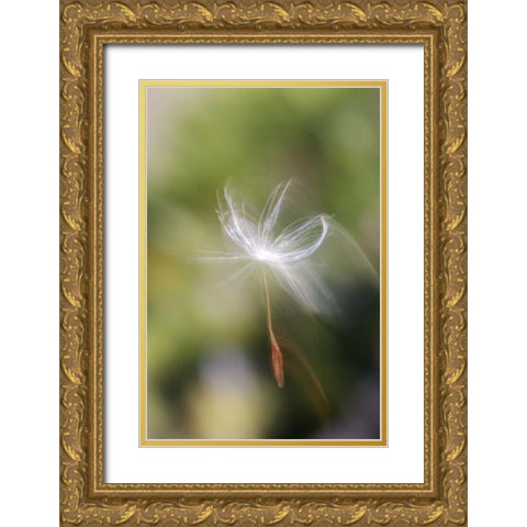 CA, San Diego, Dandelion seed blowing in the wind Gold Ornate Wood Framed Art Print with Double Matting by Talbot Frank, Christopher