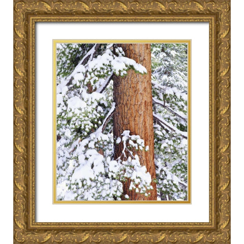 CA, Sierra Nevada Fresh snow on red fir trees Gold Ornate Wood Framed Art Print with Double Matting by Talbot Frank, Christopher
