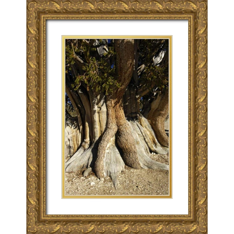 CA, White Mts, The Patriarch bristlecone pine Gold Ornate Wood Framed Art Print with Double Matting by Kirkland, Dennis