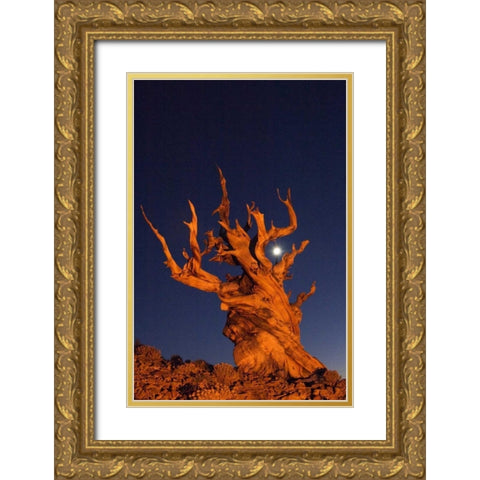 CA, White Mts, Moon and bristlecone pine tree Gold Ornate Wood Framed Art Print with Double Matting by Kirkland, Dennis