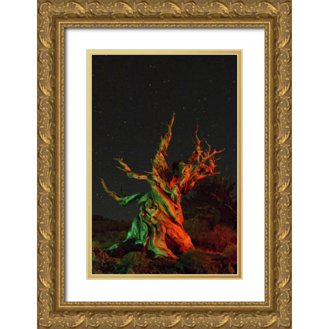 CA, White Mts, Bristlecone pine tree at night Gold Ornate Wood Framed Art Print with Double Matting by Kirkland, Dennis