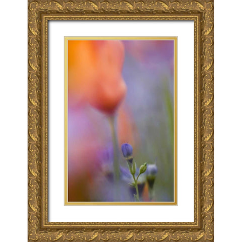 California, Abstract of poppies and gilia flowers Gold Ornate Wood Framed Art Print with Double Matting by Anon, Ellen