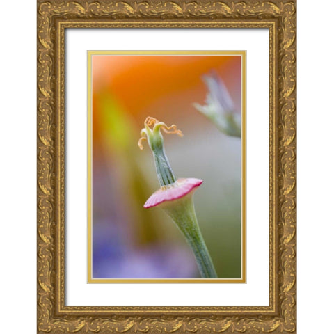 California, Poppy flower without petals Gold Ornate Wood Framed Art Print with Double Matting by Anon, Ellen