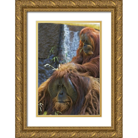 California, Sacramento Sumatran orangutans Gold Ornate Wood Framed Art Print with Double Matting by Flaherty, Dennis