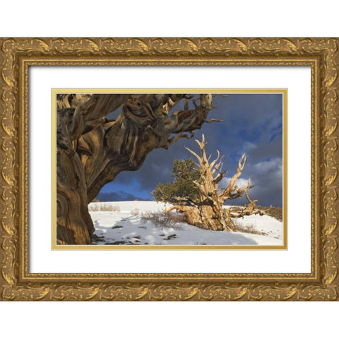 CA, White Mts Ancient bristlecone pine trees Gold Ornate Wood Framed Art Print with Double Matting by Flaherty, Dennis