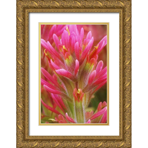 CA, Indian paintbrush in the Great Basin Desert Gold Ornate Wood Framed Art Print with Double Matting by Flaherty, Dennis