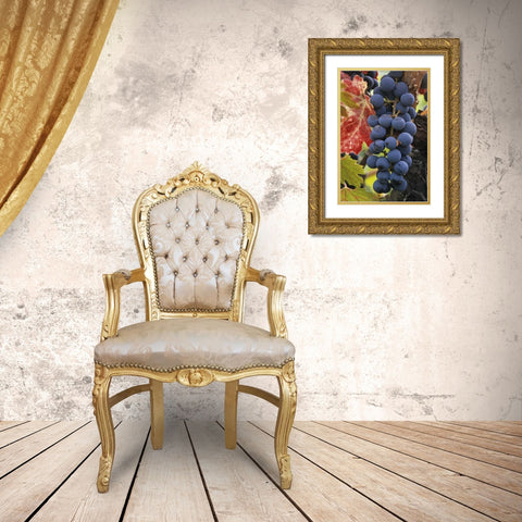 CA, Detail of Cabernet Sauvignon grapes Gold Ornate Wood Framed Art Print with Double Matting by Flaherty, Dennis
