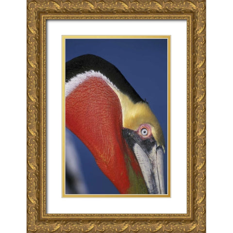 CA, La Jolla Brown pelican in breeding plumage Gold Ornate Wood Framed Art Print with Double Matting by Morris, Arthur