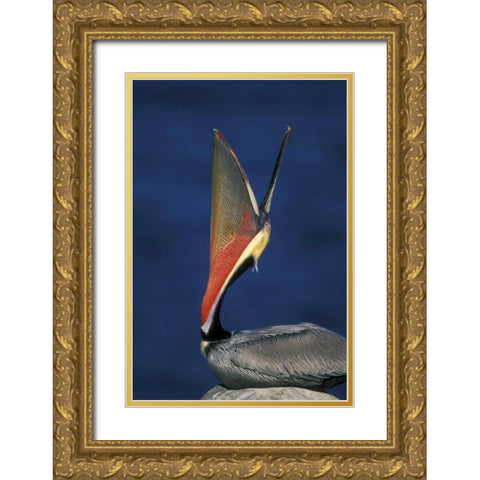 CA, La Jolla Brown pelican doing a head throw Gold Ornate Wood Framed Art Print with Double Matting by Morris, Arthur