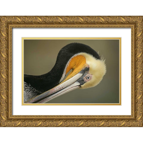 California, La Jolla Brown pelican preening Gold Ornate Wood Framed Art Print with Double Matting by Morris, Arthur