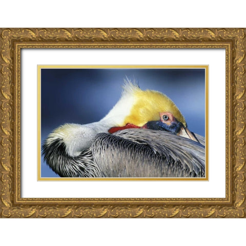 CA, La Jolla Brown pelican resting and watchful Gold Ornate Wood Framed Art Print with Double Matting by Morris, Arthur