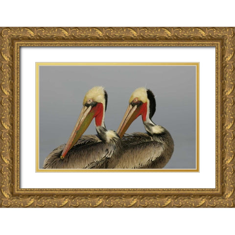 CA, La Jolla Brown pelicans preening in rhythm Gold Ornate Wood Framed Art Print with Double Matting by Morris, Arthur