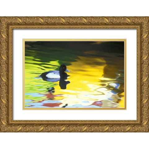 CA, Coronado Lesser scaup in water reflections Gold Ornate Wood Framed Art Print with Double Matting by Morris, Arthur