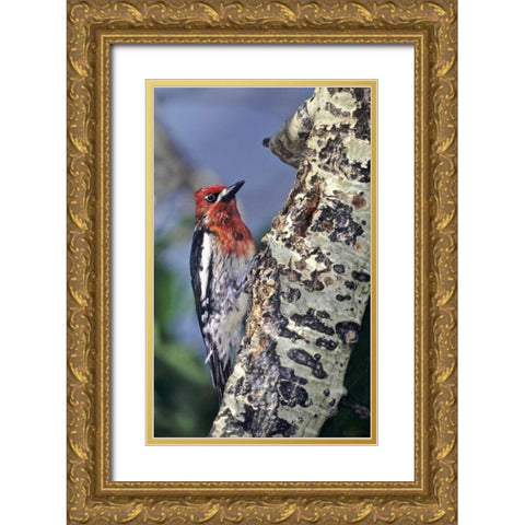 CA, Eastern Sierras, Male red-breasted sapsucker Gold Ornate Wood Framed Art Print with Double Matting by Welling, Dave
