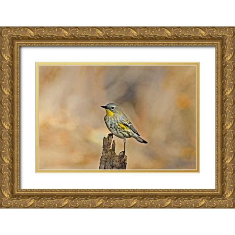 CA, Los Angeles Male yellow-rumped warbler Gold Ornate Wood Framed Art Print with Double Matting by Welling, Dave