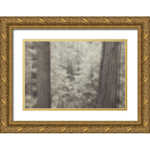CA, Yosemite Pine trees in a snowstorm Gold Ornate Wood Framed Art Print with Double Matting by Anon, Josh