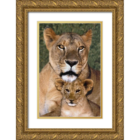 CA, Los Angeles, African lioness mother and cub Gold Ornate Wood Framed Art Print with Double Matting by Welling, Dave