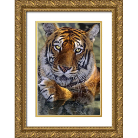 CA, Los Angeles Co, Bengal tiger in water Gold Ornate Wood Framed Art Print with Double Matting by Welling, Dave