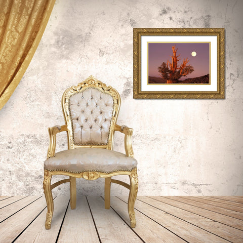 CA, Inyo NF, Full moon rising in Pine Forest Gold Ornate Wood Framed Art Print with Double Matting by Welling, Dave
