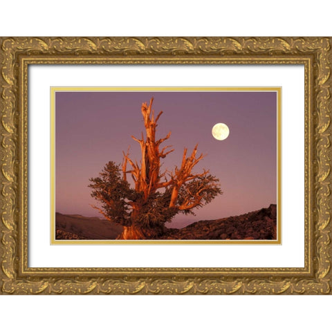 CA, Inyo NF, Full moon rising in Pine Forest Gold Ornate Wood Framed Art Print with Double Matting by Welling, Dave