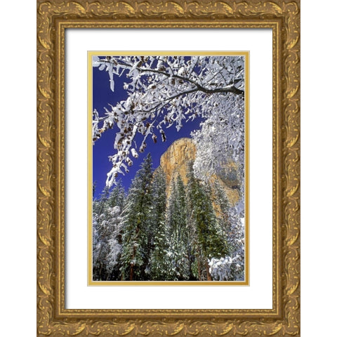 CA, Yosemite El Capitan framed by oaks in winter Gold Ornate Wood Framed Art Print with Double Matting by Welling, Dave