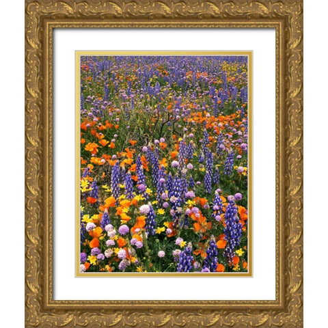 CA, Gorman Field of poppies and lupine flowers Gold Ornate Wood Framed Art Print with Double Matting by Welling, Dave