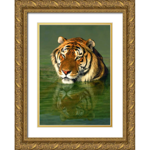 CA, Los Angeles Co, Bengal tiger in water Gold Ornate Wood Framed Art Print with Double Matting by Welling, Dave