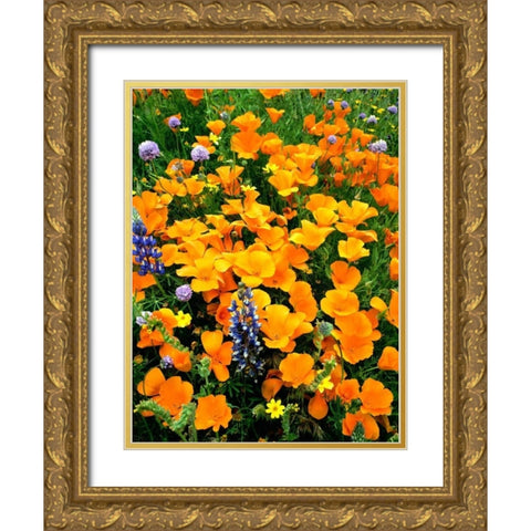 CA, Gorman Field of poppies and Lupines Gold Ornate Wood Framed Art Print with Double Matting by Welling, Dave